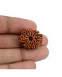 11 Mukhi Rudraksha (Nepal) 23.32 MM