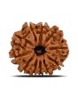 11 Mukhi Rudraksha (Nepal) 20.82 MM