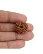 11 Mukhi Rudraksha (Nepal) 20.45 MM