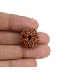 11 Mukhi Rudraksha (Nepal) 20.45 MM