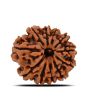 11 Mukhi Rudraksha (Nepal) 20.51 MM