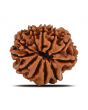 11 Mukhi Rudraksha (Nepal) 20.51 MM