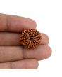 11 Mukhi Rudraksha (Nepal) 20.51 MM