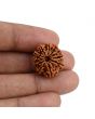 11 Mukhi Rudraksha (Nepal) 20.51 MM
