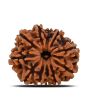 11 Mukhi Rudraksha (Nepal) 22.58 MM