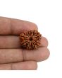 11 Mukhi Rudraksha (Nepal) 22.58 MM