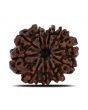 11 Mukhi Rudraksha (Nepal) 23.8 MM