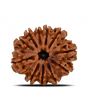 11 Mukhi Rudraksha (Nepal) 23.53 MM