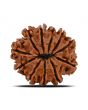 11 Mukhi Rudraksha (Nepal) 23.53 MM