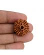 11 Mukhi Rudraksha (Nepal) 23.53 MM