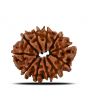 11 Mukhi Rudraksha (Nepal) 22.42 MM