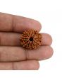 11 Mukhi Rudraksha (Nepal) 22.42 MM