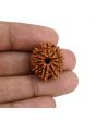 11 Mukhi Rudraksha (Nepal) 22.42 MM