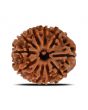 11 Mukhi Rudraksha (Nepal) 22.37 MM