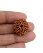 11 Mukhi Rudraksha (Nepal) 22.37 MM