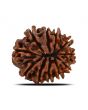 11 Mukhi Rudraksha (Nepal) 22.69 MM