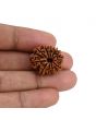 11 Mukhi Rudraksha (Nepal) 22.69 MM