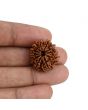 11 Mukhi Rudraksha (Nepal) 22.69 MM