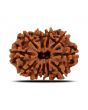 11 Mukhi Rudraksha (Nepal) 24.32 MM