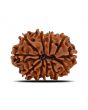 11 Mukhi Rudraksha (Nepal) 24.32 MM