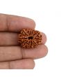 11 Mukhi Rudraksha (Nepal) 24.32 MM