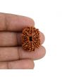 11 Mukhi Rudraksha (Nepal) 24.32 MM