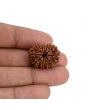 11 Mukhi Rudraksha (Nepal) 23.28 MM