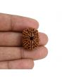 11 Mukhi Rudraksha (Nepal) 23.28 MM