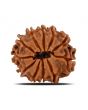 11 Mukhi Rudraksha (Nepal) 22.25 MM