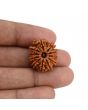 11 Mukhi Rudraksha (Nepal) 22.25 MM