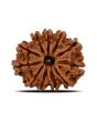 11 Mukhi Rudraksha (Nepal) 21.68 MM