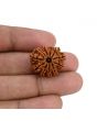 11 Mukhi Rudraksha (Nepal) 21.68 MM