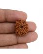 11 Mukhi Rudraksha (Nepal) 21.68 MM