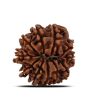 11 Mukhi Rudraksha (Nepal) 20.9 MM