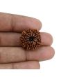 11 Mukhi Rudraksha (Nepal) 20.9 MM