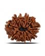 11 Mukhi Rudraksha (Nepal) 25.28 MM