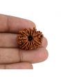 11 Mukhi Rudraksha (Nepal) 25.28 MM