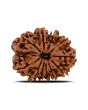11 Mukhi Rudraksha (Nepal) 22.51 MM