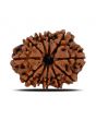 11 Mukhi Rudraksha (Nepal) 24.43 MM