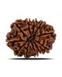 11 Mukhi Rudraksha (Nepal) 24.43 MM