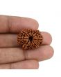 11 Mukhi Rudraksha (Nepal) 24.43 MM