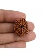 11 Mukhi Rudraksha (Nepal) 24.43 MM