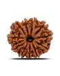 11 Mukhi Rudraksha (Nepal) 21.55 MM