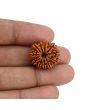 11 Mukhi Rudraksha (Nepal) 21.55 MM