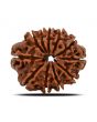 11 Mukhi Rudraksha (Nepal) 22.13 MM