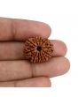 11 Mukhi Rudraksha (Nepal) 22.13 MM