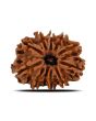 11 Mukhi Rudraksha (Nepal) 23.78 MM