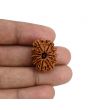 11 Mukhi Rudraksha (Nepal) 23.78 MM