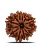 11 Mukhi Rudraksha (Nepal) 23.42 MM