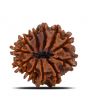 11 Mukhi Rudraksha (Nepal) 23.42 MM